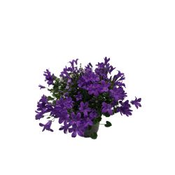Campanula Blue 12cm