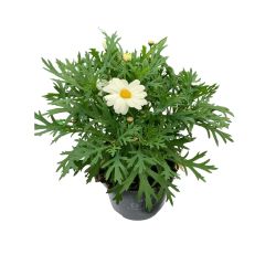 Marguerite 13cm