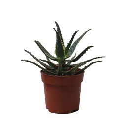 Aloe Jurassic Chamelon 10.5cm