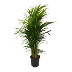 Dypsis Lutescens 20cm