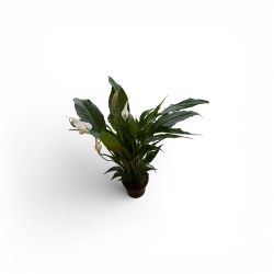 Spathiphyllum 14cm