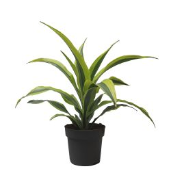 Dracaena 17cm