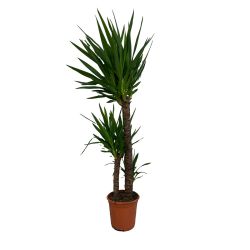 Yucca 24cm