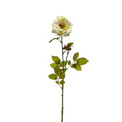 54cms Antique Rose, Ivory
