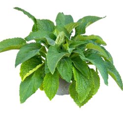 Digitalis 17cm
