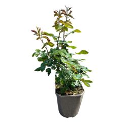 FLORENTINA CLIMBING ROSE 4.5LT