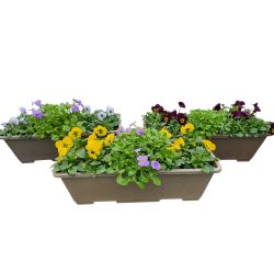 Planted Window Box