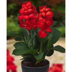 Canna Indica Happy Carmen