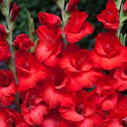 Gladiolus Red Balance