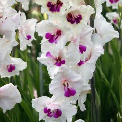 Gladiolus Norma Jean