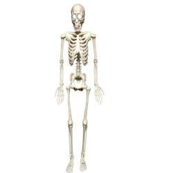 Halloween 36Cm Hanging Posable Skeleton
