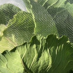 Insect Net Mesh16 2m wide folded to 1m sold by the linear metre