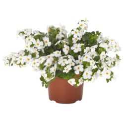 Bacopa Snow Flake 13cm