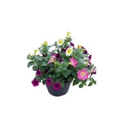 Trixi Mix 17cm