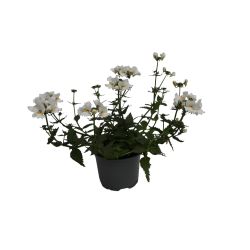 Nemesia 17cm