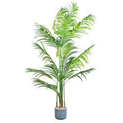 Lady Palm 140cm