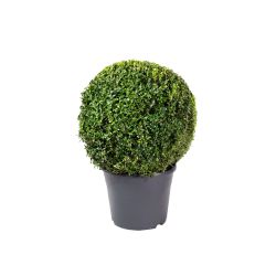 Buxus Ball XXL