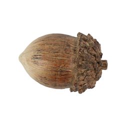 Acorn Brown 11 x 7cm