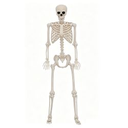 Skeleton Life Size 165cm
