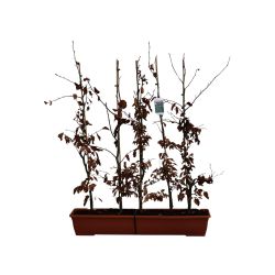 Fagus Sylvatica 20lt 5 Units