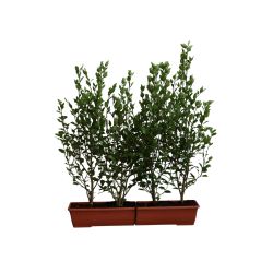 Griselinia Littoralis 20lt Trough 5 Units