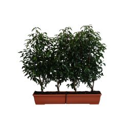 Prunus Lusitanica Angustifolia 20lt Trough 15 Units