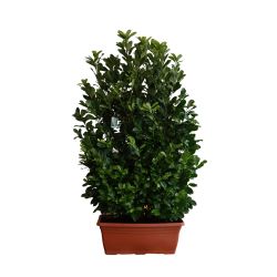Prunus laur. Rotundifilia 110lt Trough Single