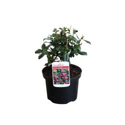 Escallonia Rubra Macrantha 17cm 25 Units
