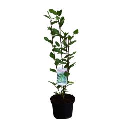 Griselinia Littoralis 17cm 25 Units