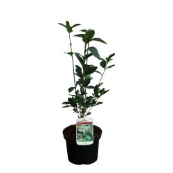 Ligustrum Ovalifolium 17cm 25 Units