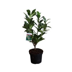 Prunus Laur. Rotundifolia 17cm 25 Units