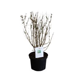 Fuchsia Riccartonii 17cm 25 Units