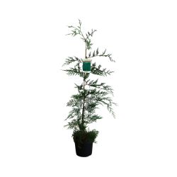 Leylandii 19cm 25 Units