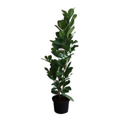 Prunus Rotundfolia 23cm 25 Units