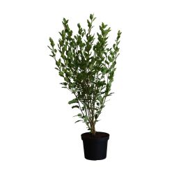 Griselinia Littoralis 26cm 10 Units