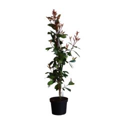 Photinia Fras. Red Robin 26cm 25 Units