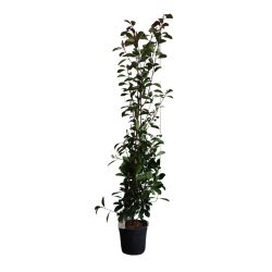 Photinia Fras. Red Robin 28cm 25 Units