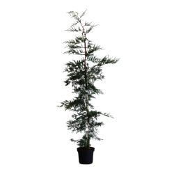 Leylandii 30cm 10 Units