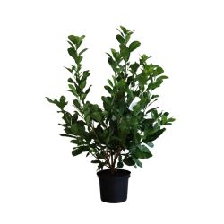 Prunus Laur. Rotundifolia 30cm 25 Units