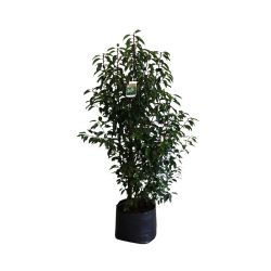 Prunus Lusitanica Angustifolia 36cm 15 Units