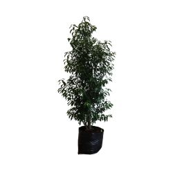 Prunus Lusitanica Angustifolia 50cm 8 Units