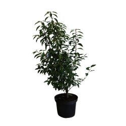 Prunus Lusitanica Angustifolia 30cm 5 Units