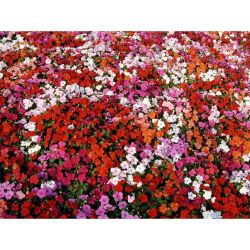 20Pk Impatiens
