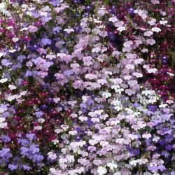 20Pk Lobelia Bush