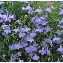 20Pk Trailing Lobelia
