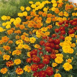 20Pk Marigold French