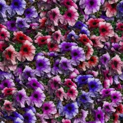 20Pk Petunia