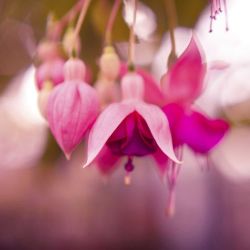 Fuchsia Pot 10.5cm