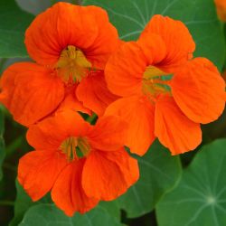 Nasturtium