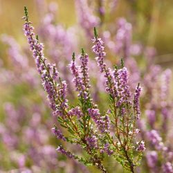 6Pk 1 Year Old Heathers